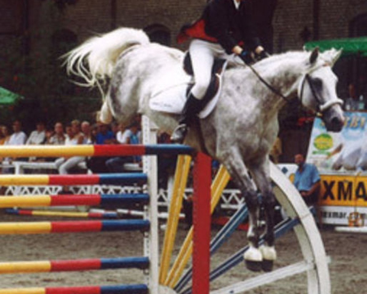 stallion Machandel (Trakehner, 1989, from Mandant)