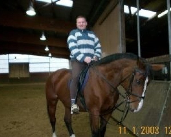 broodmare Merle (Hanoverian,  , from Manstein)