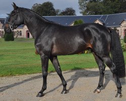 stallion Diaradzo de L'Abbaye (Selle Français, 2013, from Quaprice Z)