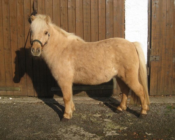 Zuchtstute Gesa (Shetland Pony, 2001, von Pernod)
