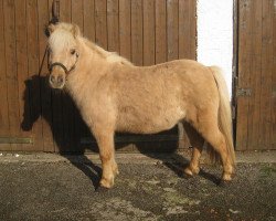 broodmare Gesa (Shetland Pony, 2001, from Pernod)