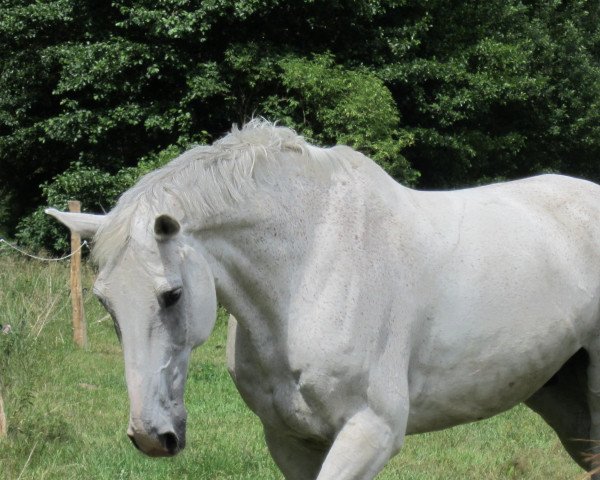 jumper Marlando 5 (Holsteiner, 1996, from Alasca)