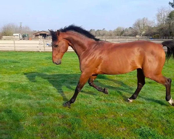 stallion Bonaparte Bois Margot (Selle Français, 2011, from Quaprice Z)