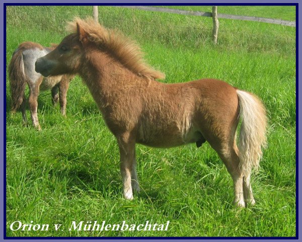 horse Orion v. Mühlenbachtal (Shetland pony (under 87 cm), 2012, from Odin mon petit de la ferme)
