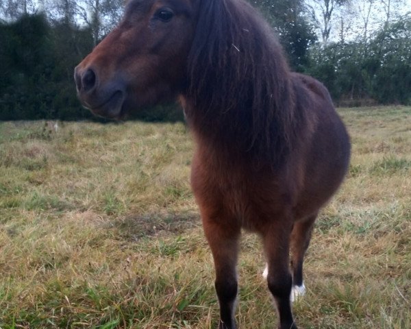 broodmare Lilly (Shetland pony (under 87 cm), 2013, from Greylieght Dion)