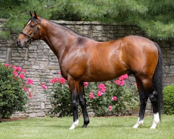 stallion Thewayyouare xx (Thoroughbred, 2005, from Kingmambo xx)