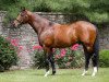 stallion Thewayyouare xx (Thoroughbred, 2005, from Kingmambo xx)