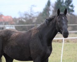 Dressurpferd Serious Black (Mecklenburger, 2008, von Swarovski)