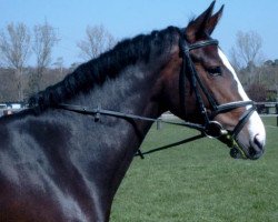 broodmare La Luna (Oldenburg, 1997, from Lagoheidor G)