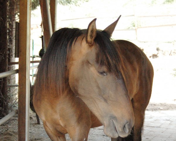 horse Rumbera Cas (Pura Raza Espanola (PRE), 2020)