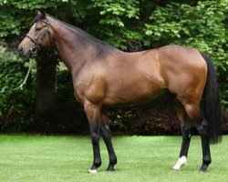 stallion Rip Van Winkle xx (Thoroughbred, 2006, from Galileo xx)