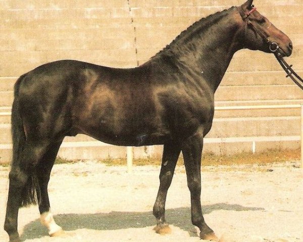Pferd Flirt (Oldenburger, 1973, von Futuro)