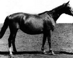 broodmare Mechanika (Russian Trakehner, 1947, from Markasit)