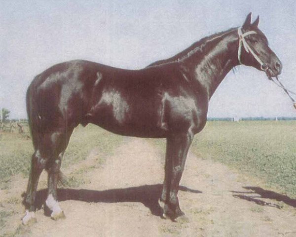 stallion Pamir (Russian Trakehner, 1958, from Piligrim)