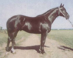 Deckhengst Pamir (Russisch Trakehner, 1958, von Piligrim)