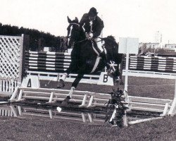 stallion Espadron 40 (Russian Trakehner, 1971, from Pamir)