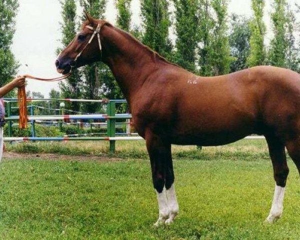 stallion Telets (Russian Trakehner, 1986, from Espadron 40)