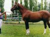 stallion Telets (Russian Trakehner, 1986, from Espadron 40)