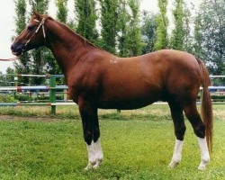 stallion Telets (Russian Trakehner, 1986, from Espadron 40)