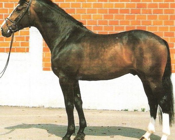 Deckhengst Leicester (Holsteiner, 1988, von Lord)