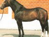 stallion Leicester (Holsteiner, 1988, from Lord)