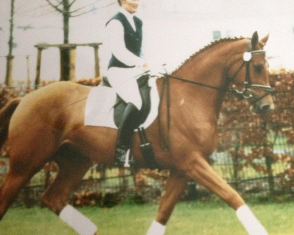 broodmare Weltana (Hanoverian, 1998, from Weltmeyer)