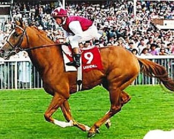 stallion Sabrehill xx (Thoroughbred, 1990, from Diesis xx)