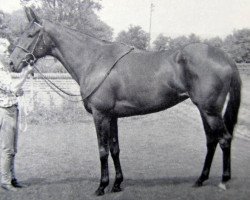 broodmare Windmillgirl xx (Thoroughbred, 1961, from Hornbeam xx)