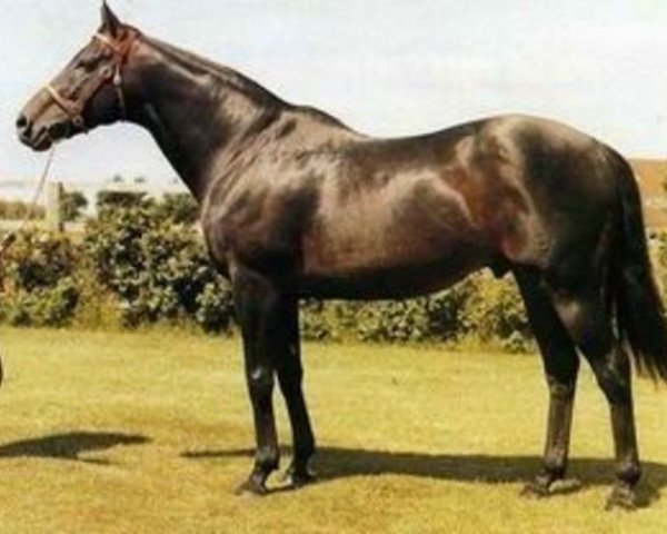 stallion Blakeney xx (Thoroughbred, 1966, from Hethersett xx)