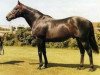 horse Blakeney xx (Thoroughbred, 1966, from Hethersett xx)