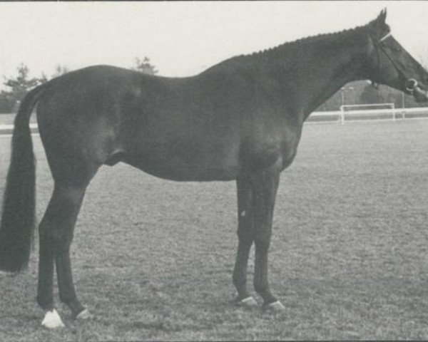 stallion Belfalas xx (Thoroughbred, 1973, from Blakeney xx)