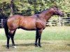 stallion Local Suitor xx (Thoroughbred, 1982, from Blushing Groom xx)