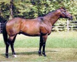 stallion Local Suitor xx (Thoroughbred, 1982, from Blushing Groom xx)