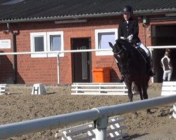 dressage horse Piet 44 (German Riding Pony, 2005, from Prometheus B)