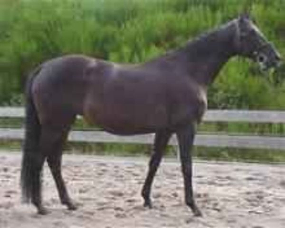 broodmare Mohamanda (Trakehner, 1993, from Sixtus)