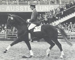 stallion Leibwaechter I (Hanoverian, 1973, from Lugano I 3963)