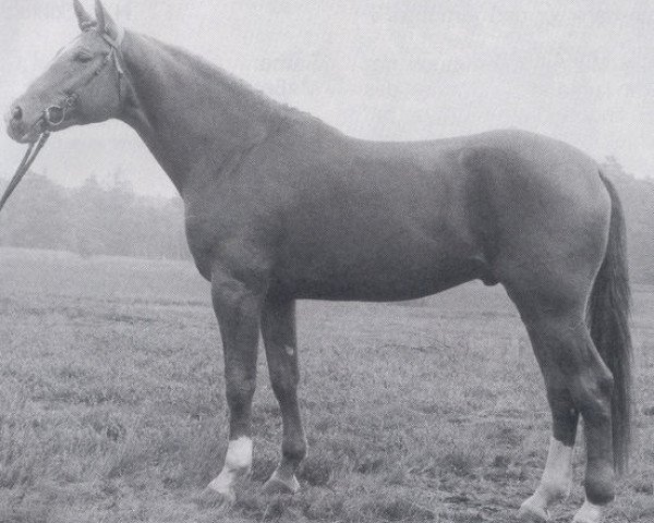 stallion Lysander (Hanoverian, 1981, from Leibwaechter I)