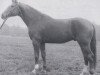 stallion Lysander (Hanoverian, 1981, from Leibwaechter I)