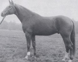 Deckhengst Lysander (Hannoveraner, 1981, von Leibwaechter I)