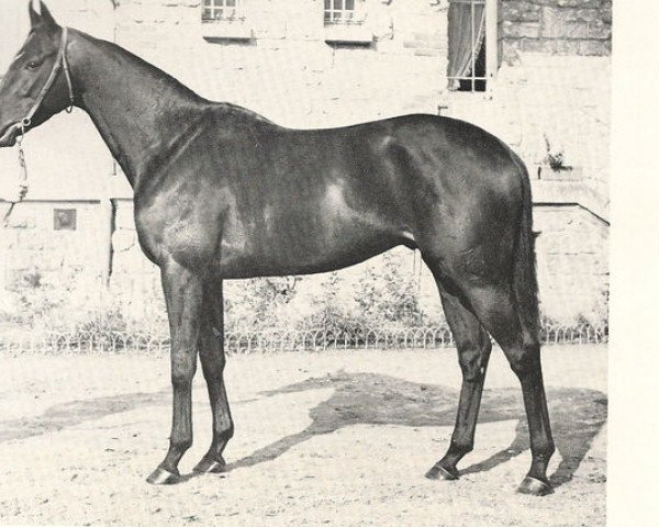 stallion Nasram xx (Thoroughbred, 1960, from Nasrullah xx)