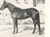 horse Nasram xx (Thoroughbred, 1960, from Nasrullah xx)
