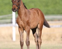 Zuchtstute Neuland Marilyn (Südafrikanisches Warmblut, 2012, von Florimon 157 FIN (ex. Firebird))