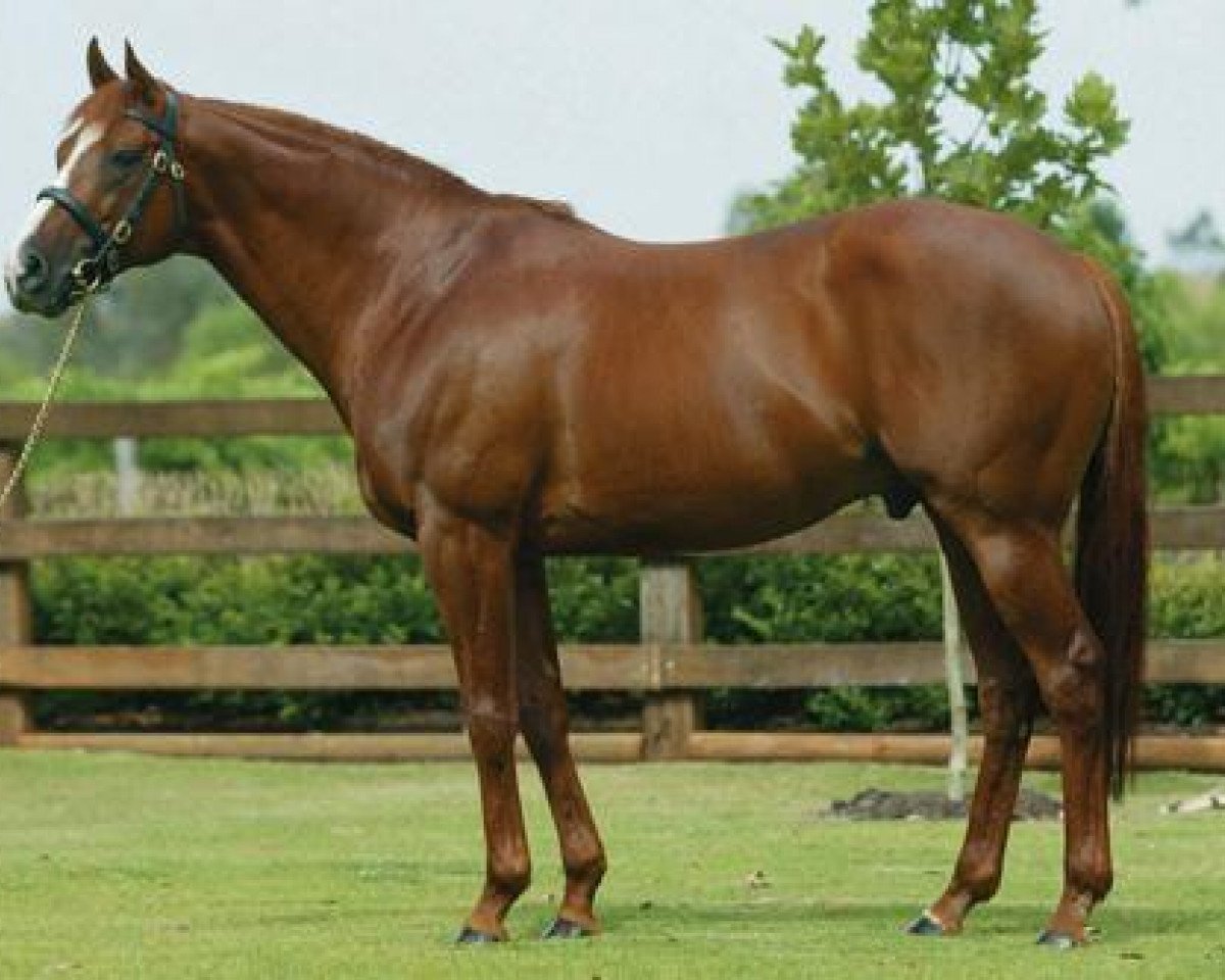 stallion Peintre Celebre xx (Thoroughbred, 1994, from Nureyev xx)