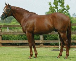 stallion Peintre Celebre xx (Thoroughbred, 1994, from Nureyev xx)