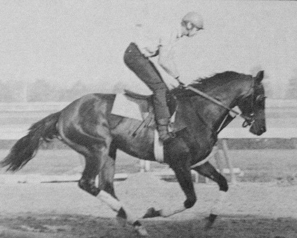 stallion Naskra xx (Thoroughbred, 1967, from Nasram xx)