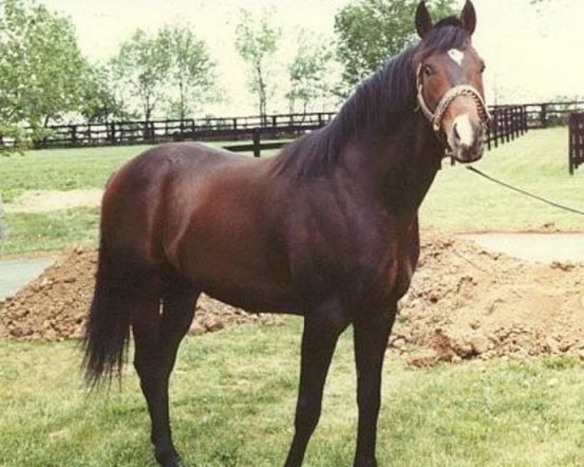 Deckhengst Star de Naskra xx (Englisches Vollblut, 1975, von Naskra xx)