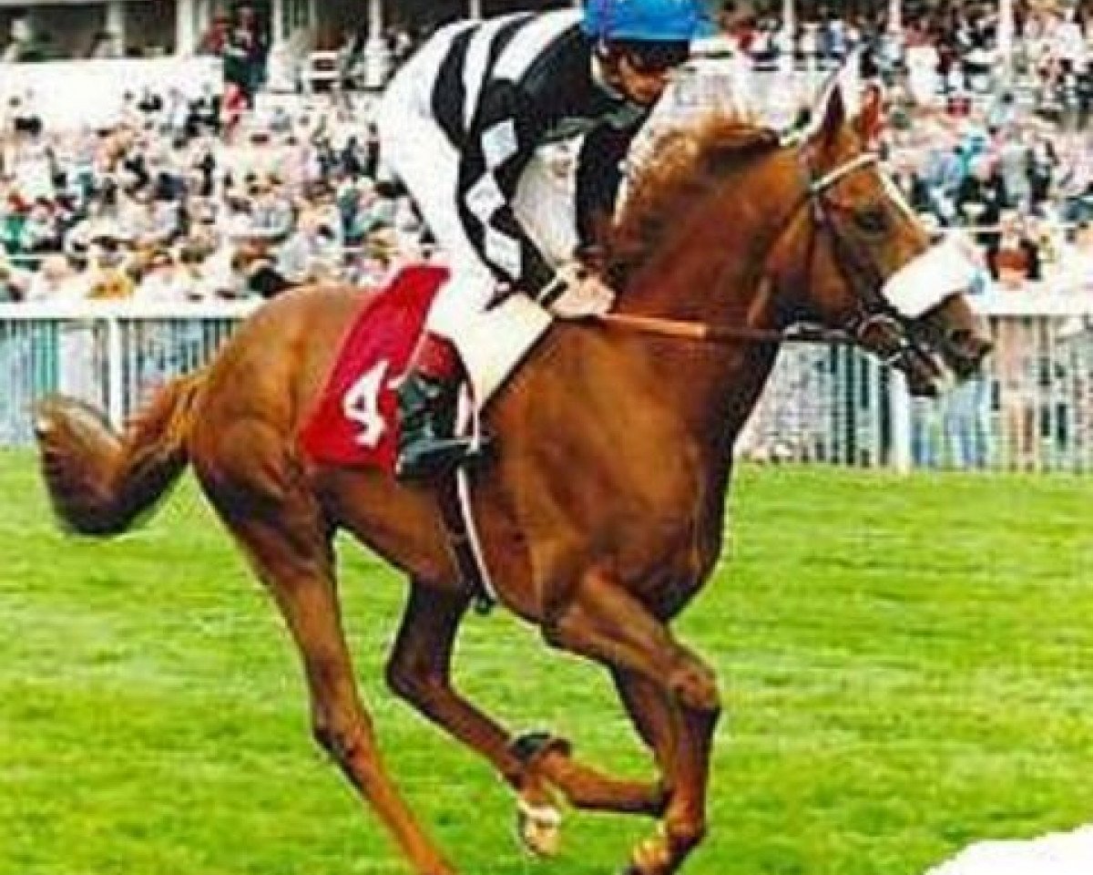 Deckhengst Fast Eddy xx (Englisches Vollblut, 1991, von Sharpo xx)