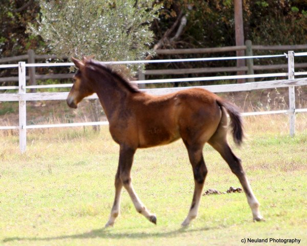 stallion Neuland Santiago (South African Warmblood, 2012, from Rivendell Sirandipity)