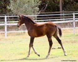 Deckhengst Neuland Santiago (Südafrikanisches Warmblut, 2012, von Rivendell Sirandipity)