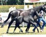 dressage horse Federweisse 5 (Oldenburg, 2019, from Benefit)